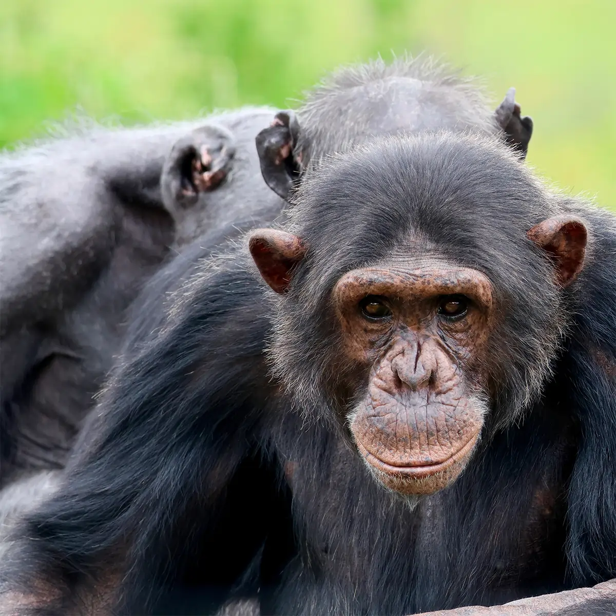 A chimpanzee in the wild, reading its surroundings